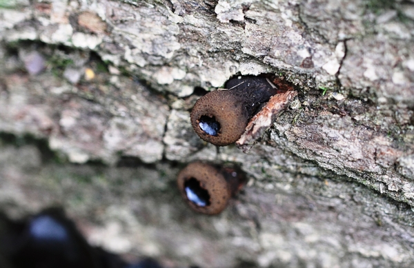 DPP_1999 ZWARTE KNOOPZWAM