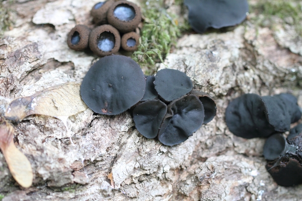 DPP_2001 ZWARTE KNOOPZWAM