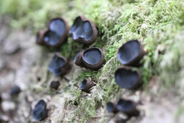 DPP_2004 ZWARTE KNOOPZWAM