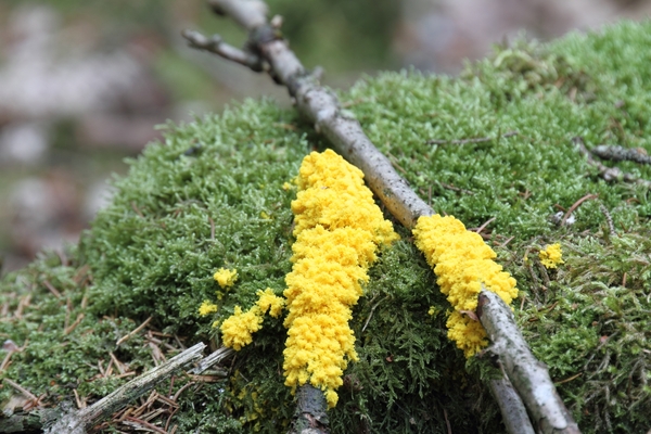 DPP_0147 HEKSENBOTER