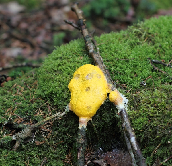 DPP_0709 HEKSENBOTER