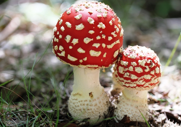 DPP_2384 VLIEGENZWAM