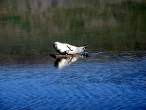 IJsland (augustus 2011) 106