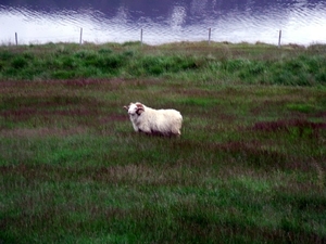 IJsland (augustus 2011) 190