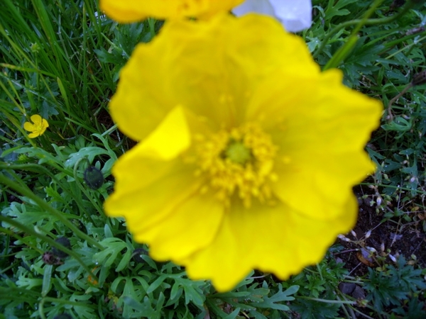 IJsland (augustus 2011) 231
