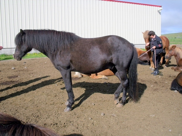 IJsland (augustus 2011) 248