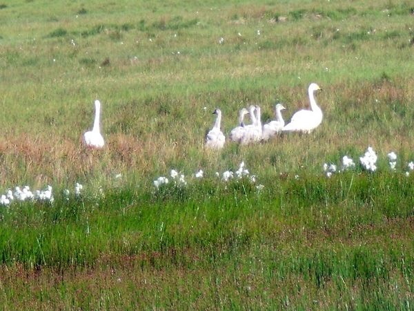 IJsland (augustus 2011) 521