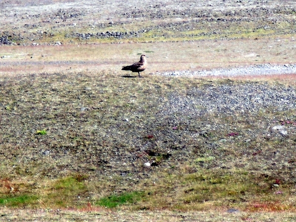 IJsland (augustus 2011) 605