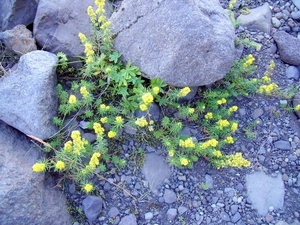 IJsland (augustus 2011) 663