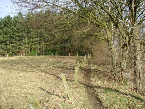 wijngaardbos