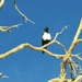 Exotische vogel onderweg