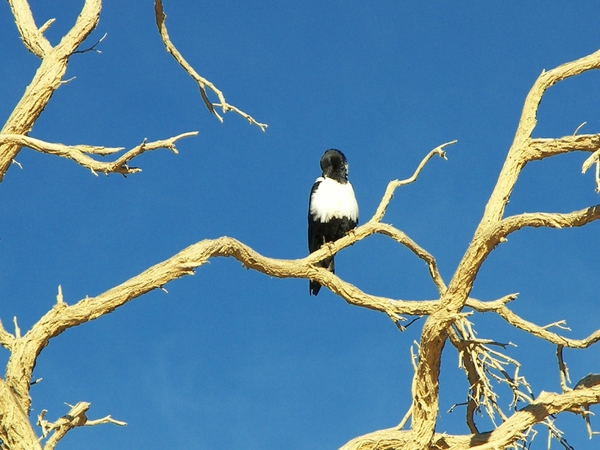 Exotische vogel onderweg