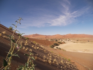 Sossusvlei Zandduinen