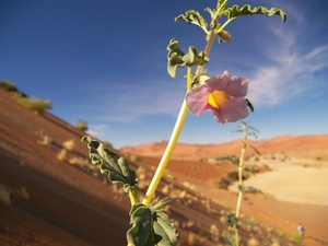 Sossusvlei Zandduinen