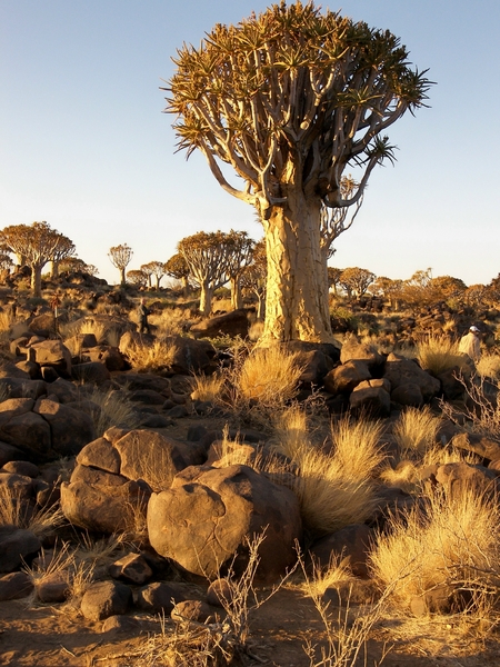 Keetmanshoop met kokerboomwoud