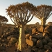 Kokerboomwoud in Keetmanshoop