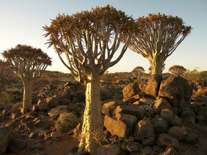 Kokerboomwoud in Keetmanshoop