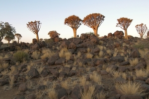 Kokerboomwoud in Keetmanshoop