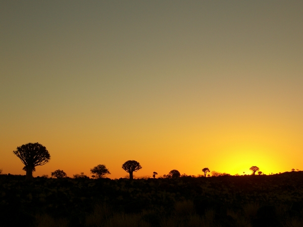 Kokerboomwoud bij zonsondergang