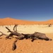 Sossusvlei/ Deadvlei met dode acacia's