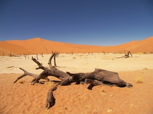 Sossusvlei/ Deadvlei met dode acacia's