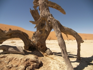 Namibie, Sossusvlei Deadvlei met dode acacia