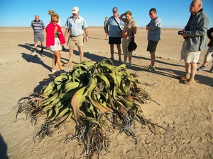 Welwitschia Mirabilis (kan 1000 jaar zijn) = levend fossiele plan