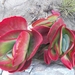 Welwitschia buiten Swakopmund