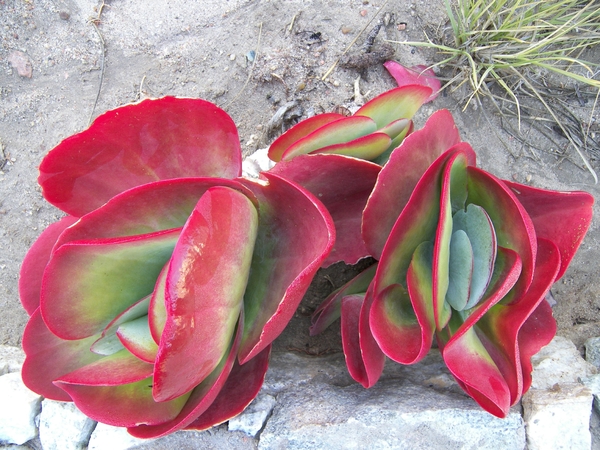 Welwitschia buiten Swakopmund