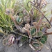 Welwitschia buiten Swakopmund