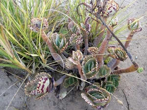 Welwitschia buiten Swakopmund