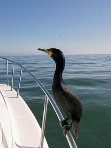 Walvisbaai aalscholver