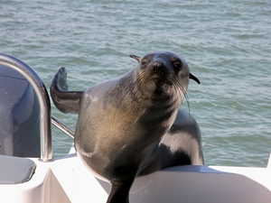 Walvisbaai zeerobben