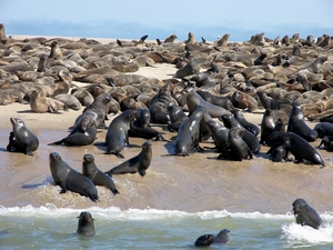 Walvisbaai zeerobben