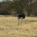 Etosha park struisvogel