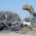 Etosha Park termieten in boomstronk