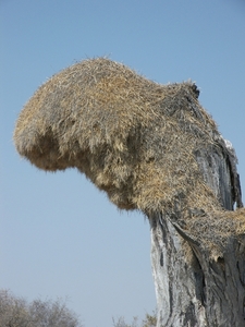 Etosha Park / wevervogelnest