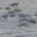 Etosha Park jackhals