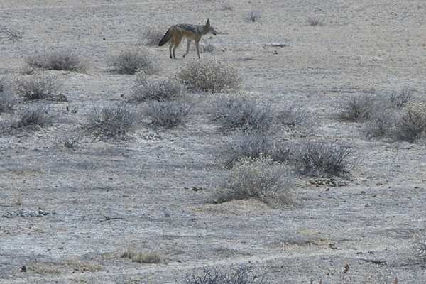 Etosha Park jackhals