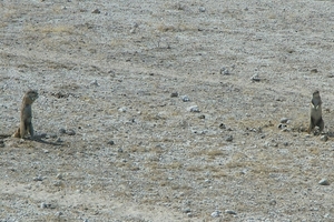 Etosha Park stokstaartjes