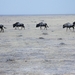 Etosha Park gnoes