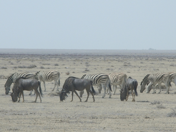 Etosha Park gnoes en zeebra's