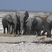 Etosha Park olifantenfamilie