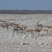 Etosha Park springbokken