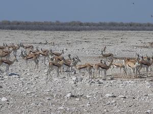 Etosha Park springbokken