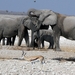 Etosha Park olifantenfamilie