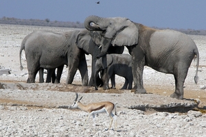 Etosha Park olifantenfamilie