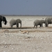 Etosha Park olifantenfamilie