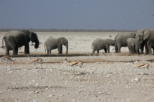 Etosha Park olifantenfamilie