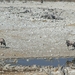 Etosha Park oryxen aan drinkplaats